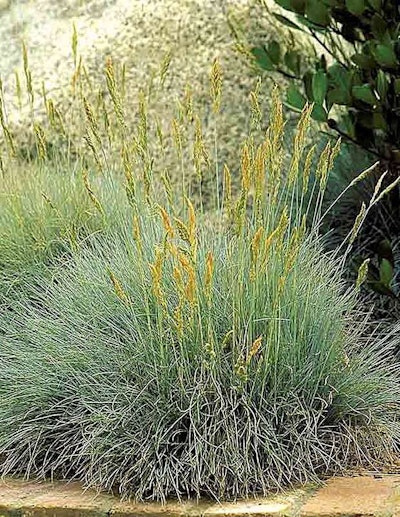 Monrovia Blue Fescue