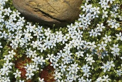 Fragrant Carpet, Pratia angular