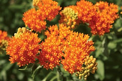 Butterfly Milkweed (Asclepias tuberosa). Found throughout the East and Midwest, the brilliant orange of this species attracts butterflies, including the milkweed-dependent caterpillar of the monarch butterfly. Its clumped growth habit and vivid blooms make this species a logical choice for stunning ornamental plantings as well as prairie restorations of any scale.
