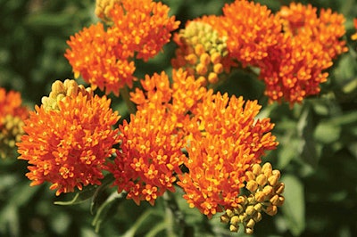 Butterfly Milkweed (Asclepias tuberosa). Found throughout the East and Midwest, the brilliant orange of this species attracts butterflies, including the milkweed-dependent caterpillar of the monarch butterfly. Its clumped growth habit and vivid blooms make this species a logical choice for stunning ornamental plantings as well as prairie restorations of any scale.