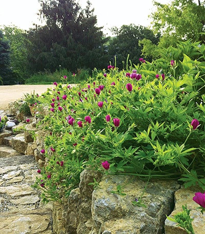 3 Purple Poppymallow