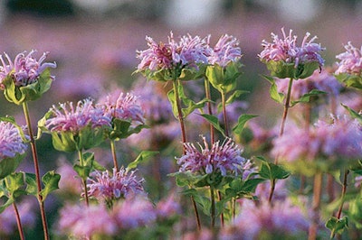 4wild Bergamot
