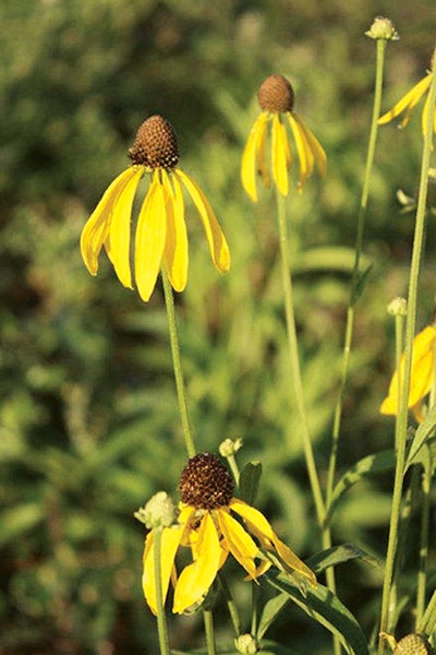 5 Yellow Coneflower