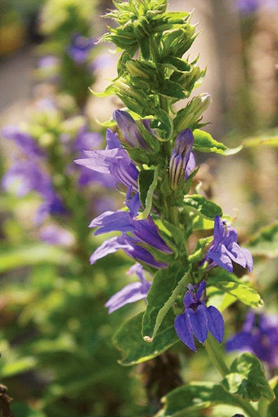 Opening Giant Blue Lobelia1