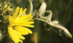Compassplant (Silphium laciniatum)