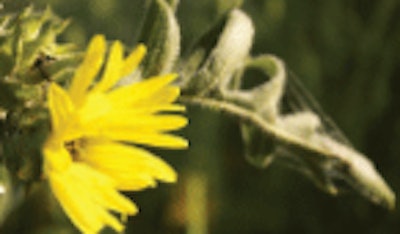 Compassplant (Silphium laciniatum)