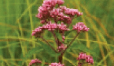 Spotted Joe-pye weed (Eupatoriadelphus maculatus)