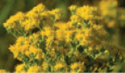 Stiff Goldenrod (Oligoneuron rigidum)
