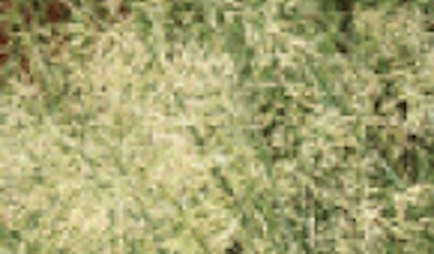 Switchgrass (Panicum virgatum)