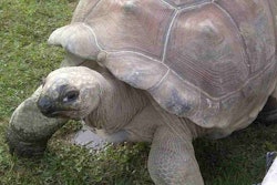 Pet tortoise of one of Total Turf’s clients