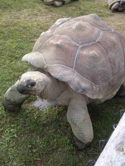 Pet tortoise of one of Total Turf’s clients