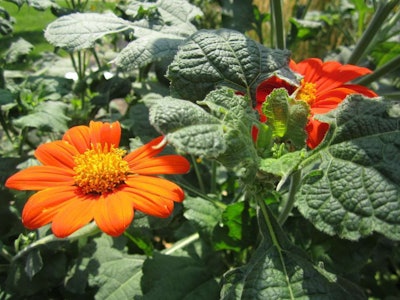 First Place Winner Horticultural Art Society Demonstration Garden, Colorado Springs, CO.