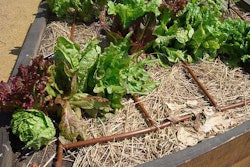 The crops growing in the People’s Garden at USDA Headquarters benefit from a drip irrigation system that Bob helped design. It is a planned irrigation system where water is applied directly to the root zone so each crop area is watered more uniformly and efficiently.