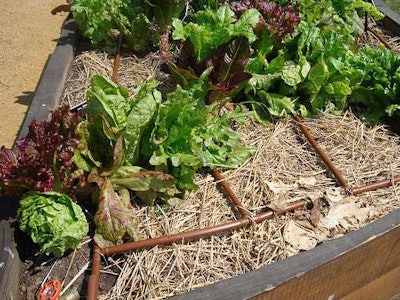 The crops growing in the People’s Garden at USDA Headquarters benefit from a drip irrigation system that Bob helped design. It is a planned irrigation system where water is applied directly to the root zone so each crop area is watered more uniformly and efficiently.