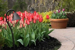 (Longfield Gardens)Bring On the Bling: Among the suggested tulip combinations from bulb supplier Longfield Gardens, of Lakewood, N.J., are ‘Red Impressions’ tulips, shown with a container of ‘Purple Flag’ and ‘Flaming Flag.’