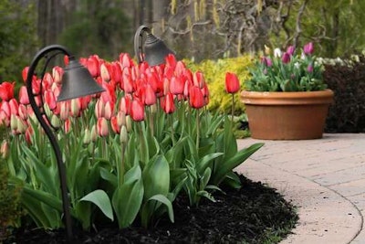 (Longfield Gardens)Bring On the Bling: Among the suggested tulip combinations from bulb supplier Longfield Gardens, of Lakewood, N.J., are ‘Red Impressions’ tulips, shown with a container of ‘Purple Flag’ and ‘Flaming Flag.’