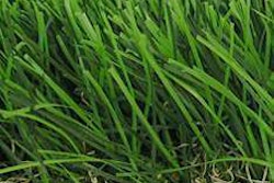 Turf