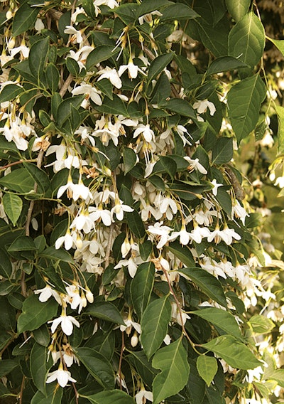 Fountain Japanese Snowbell