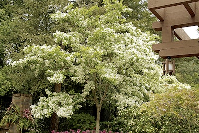 Fringe Tree Full Shot