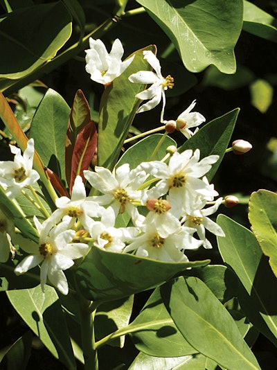 Pewter Pillar Winter Bark