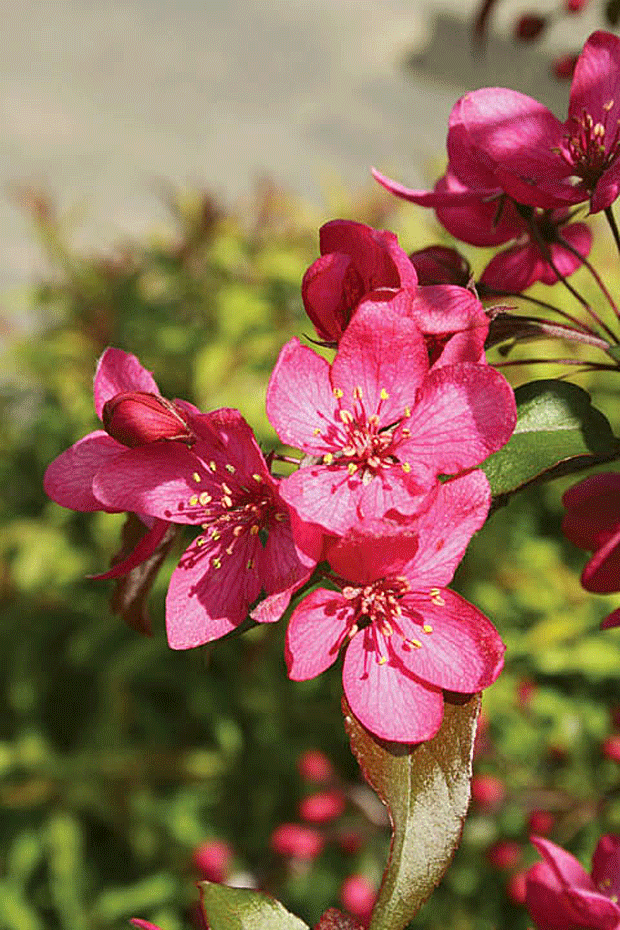 Royal Raindrops Crab Flower