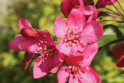 Royal Raindrops Crab Flower