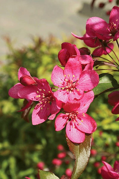 Royal Raindrops Crab Flower