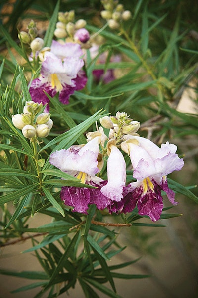 Timeless Beauty Desert Willow1