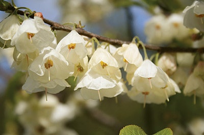 Wedding Bells Silverbell