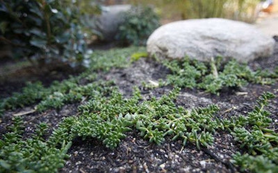 Mamta Popat / Arizona Daily Star