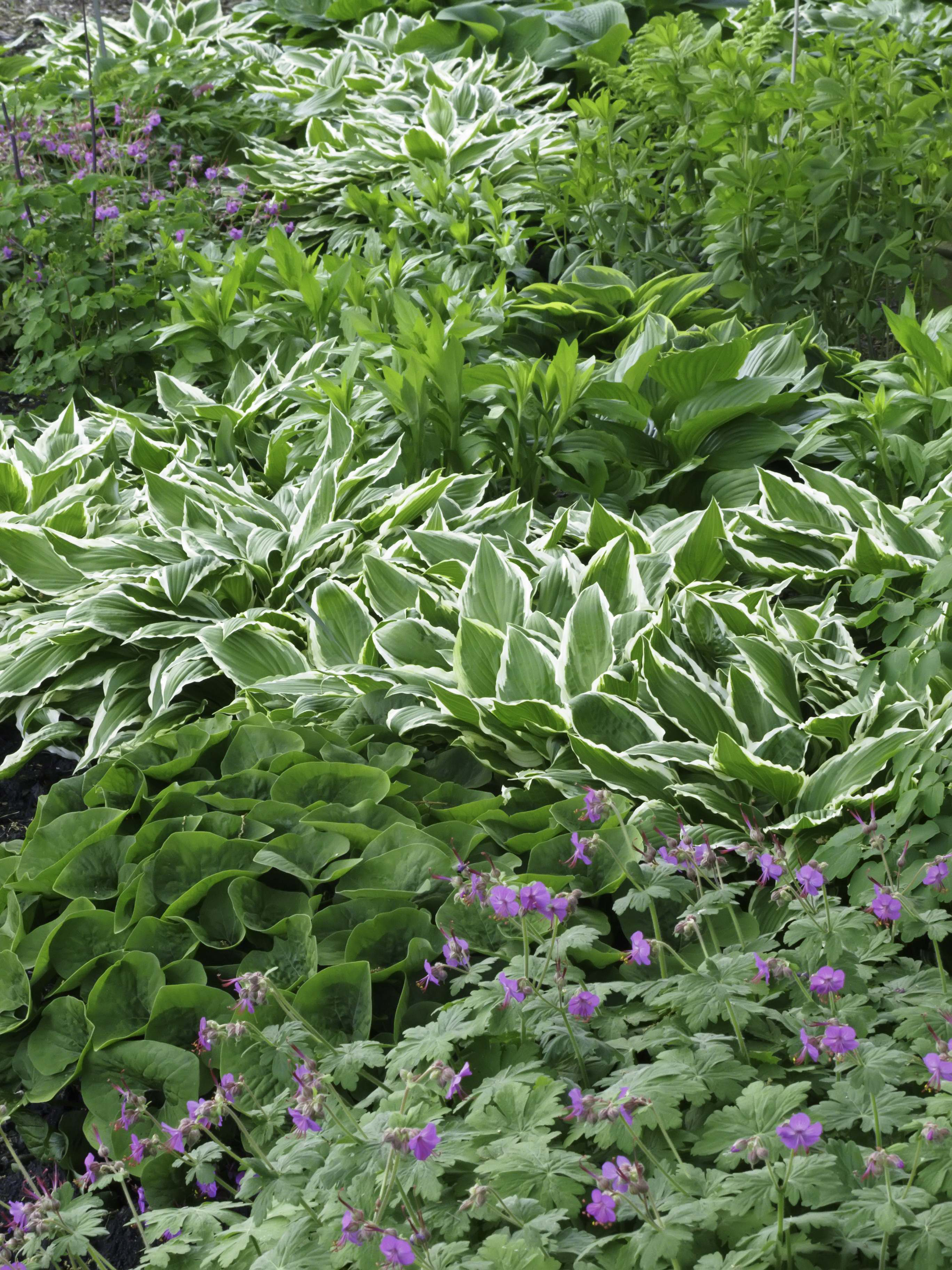 Shutterstock 101707636