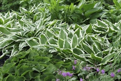 Shutterstock 101707636