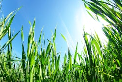 Shutterstock 117002755