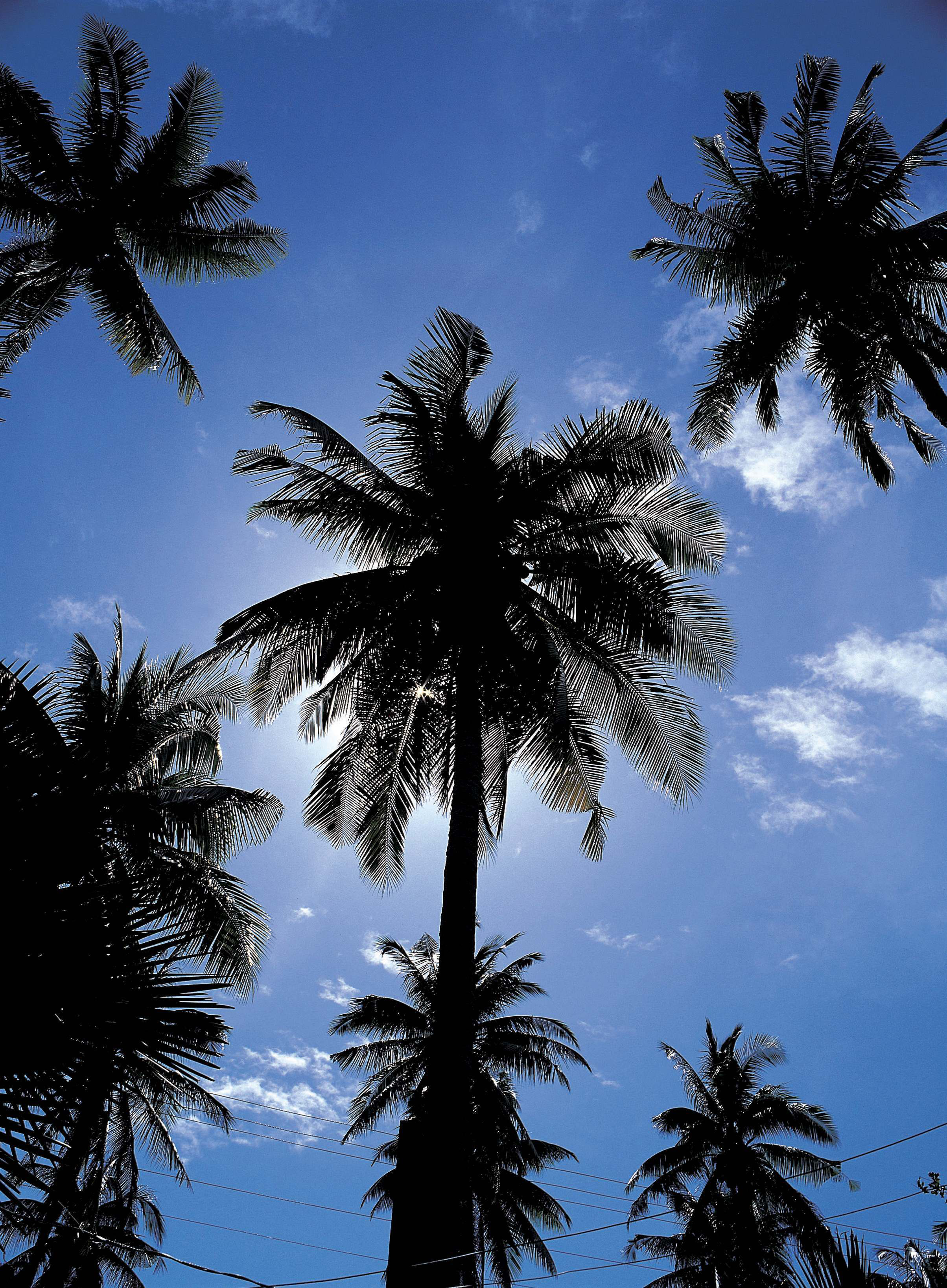 Shutterstock 117819130