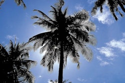 Shutterstock 117819130
