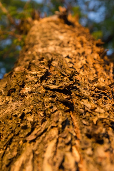 Shutterstock 123277285