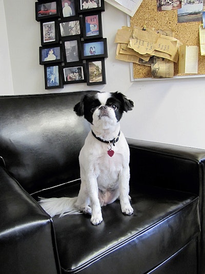 Emee, the 12-pound public relations team for Elite, is always in the office to greet clients.
