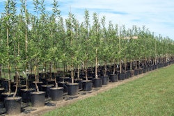 Tree Giveaway2