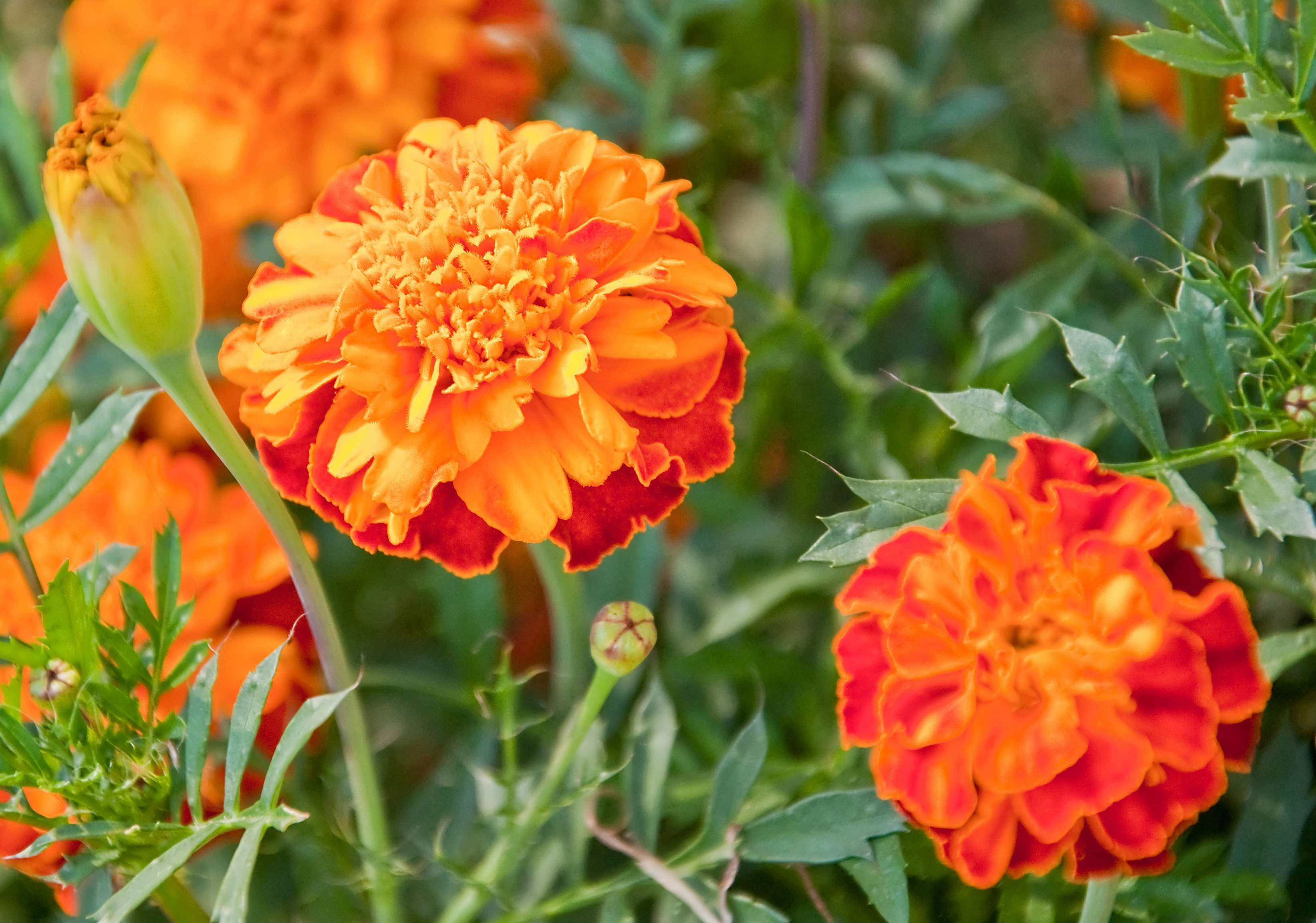 Shutterstock 112875592