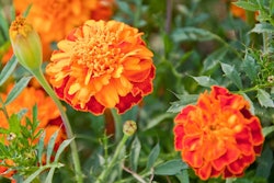 Shutterstock 112875592