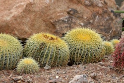 Shutterstock 1255688