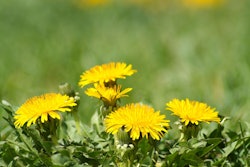 Shutterstock 50298577