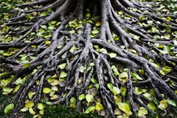 Shutterstock 62144470