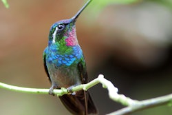 Shutterstock 85433461