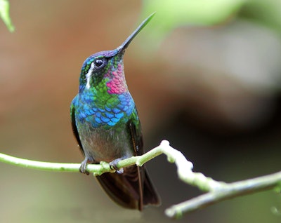 hummingbird on branch