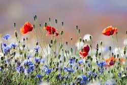 Wild Flowers