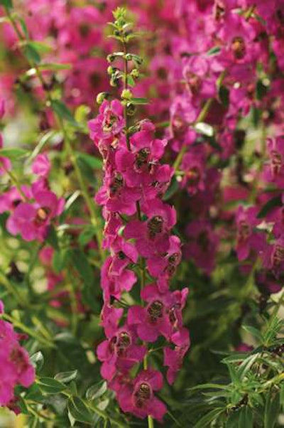 Angelonia Archangel Raspberry Ball Horticultural Company
