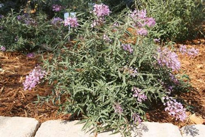 BOS12-13635-MauvePink