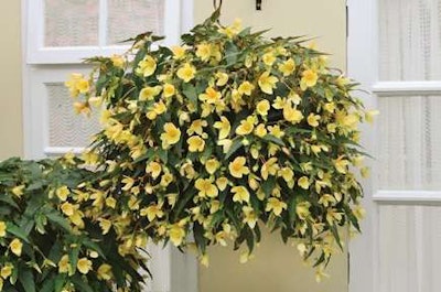 Begonia-MillionKissesHoneymoon-BallHorticulturalCompany