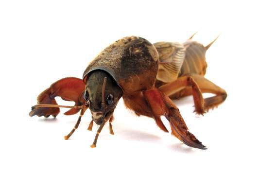 Mole Cricket